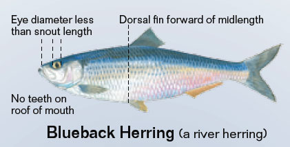 Image of Blueback Herring