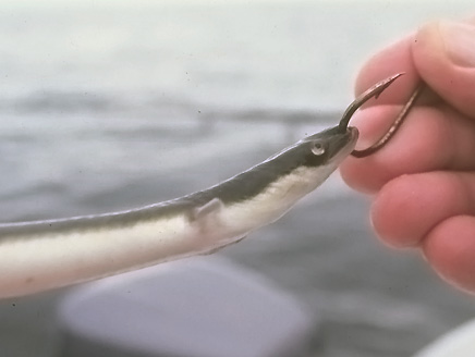 http://fishinjersey.com/archive/images/features/eels_feature_photo_02.jpg
