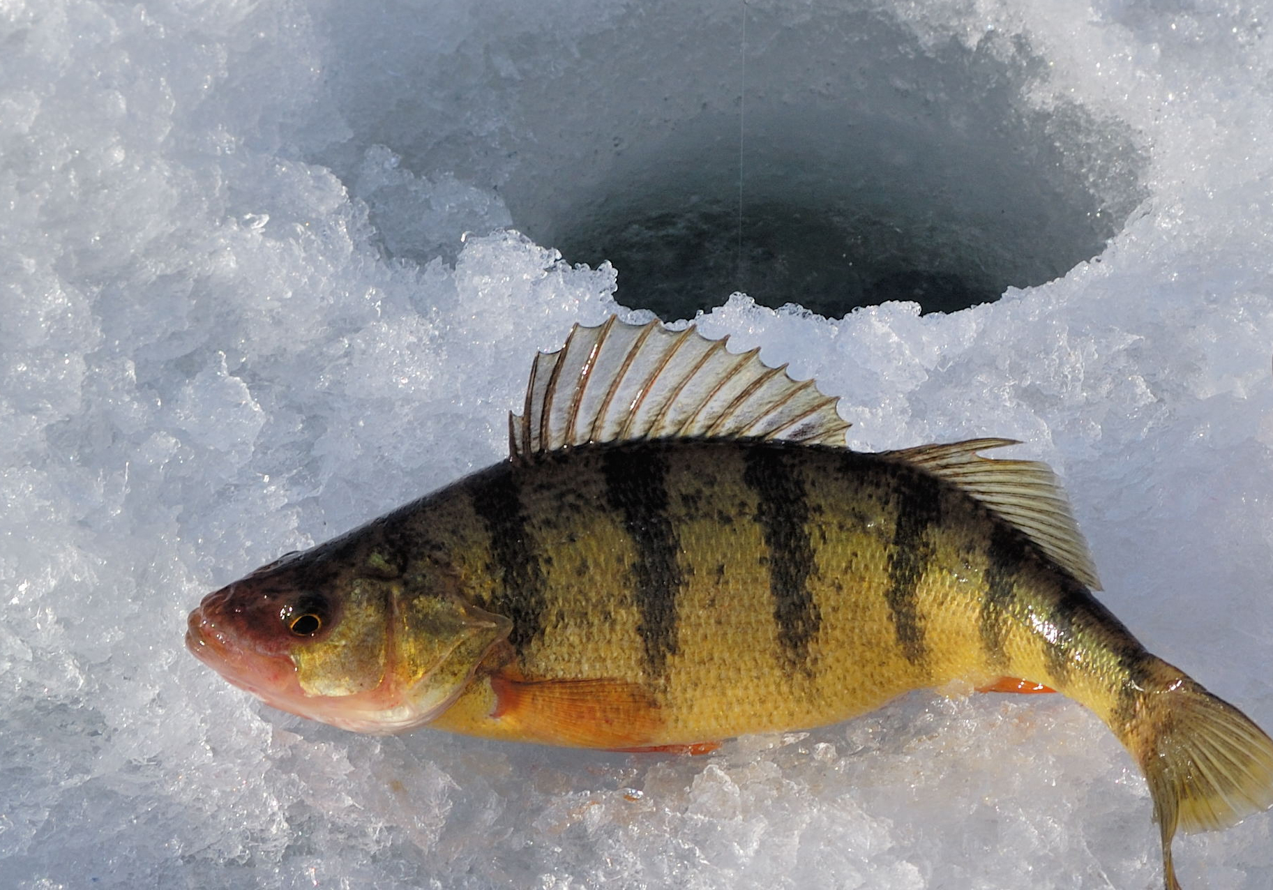 Ice Fishing Yellow Perch Image