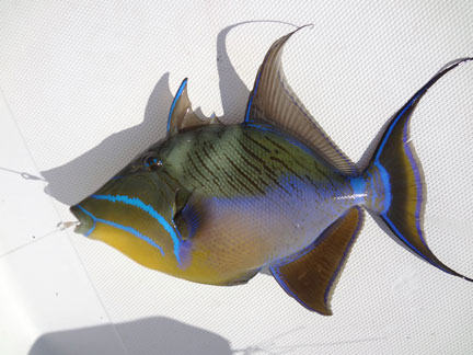 NJ State Record Tirggerfish Caught by Ron Pires