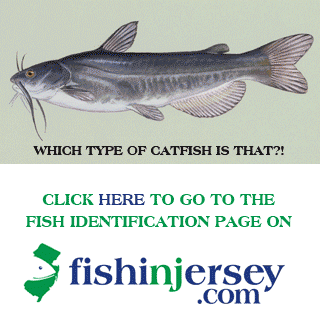 Click HERE to Identify that Fish!