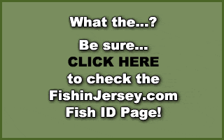 Click HERE to go to the FishinJersey.com Fish Identification Page!