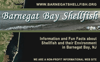 Click to visit the Barnegat Bay Shellfish Web Site