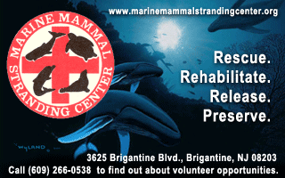 Click to visit the Marine Mammal Stranding Center Web Site