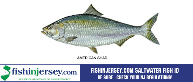 Fishing, Striped Bass, NJ Fishing, Bass Fishing