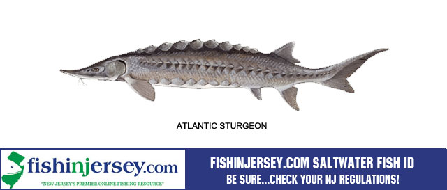 Sandbar Shark (Fish of Coastal New Jersey) · iNaturalist