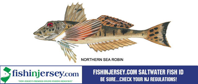 Fishing, Striped Bass, NJ Fishing, Bass Fishing, Charter Boat, Marinas, Bait and Tackle